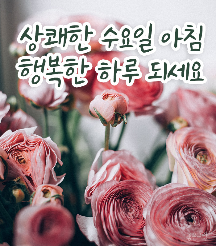 행복한 수요일 사진